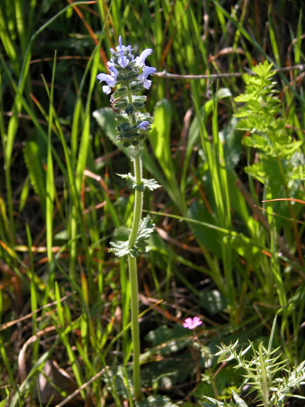 Lamium? no, Salvia verbenaca